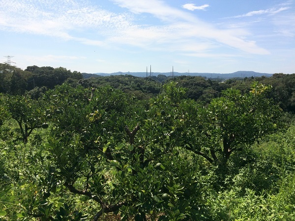 橙だいだいネロリのオーガニック農園